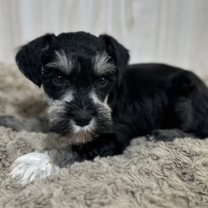 Adorable Miniature Schnauzer – Mojo - Image 8