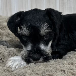 Adorable Miniature Schnauzer – Mojo - Image 10
