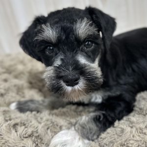Adorable Miniature Schnauzer – Mojo - Image 9