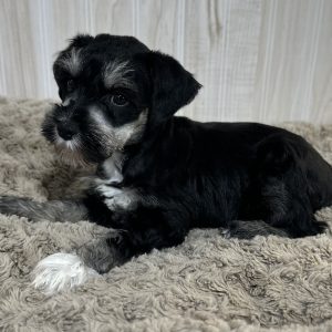 Adorable Miniature Schnauzer – Mojo - Image 11