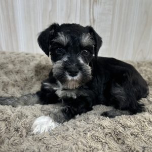 Adorable Miniature Schnauzer – Mojo - Image 6