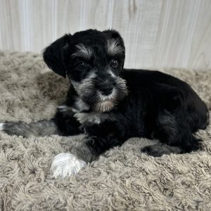 Adorable Miniature Schnauzer – Mojo - Image 7