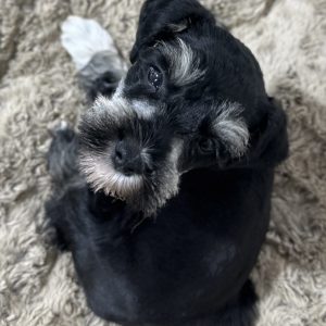 Adorable Miniature Schnauzer – Mojo - Image 12