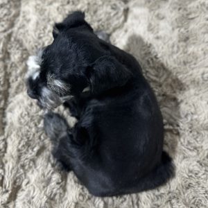 Adorable Miniature Schnauzer – Mojo - Image 13