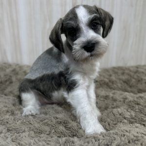 Beautiful Parti Color Miniature Schnauzer – Mario - Image 5