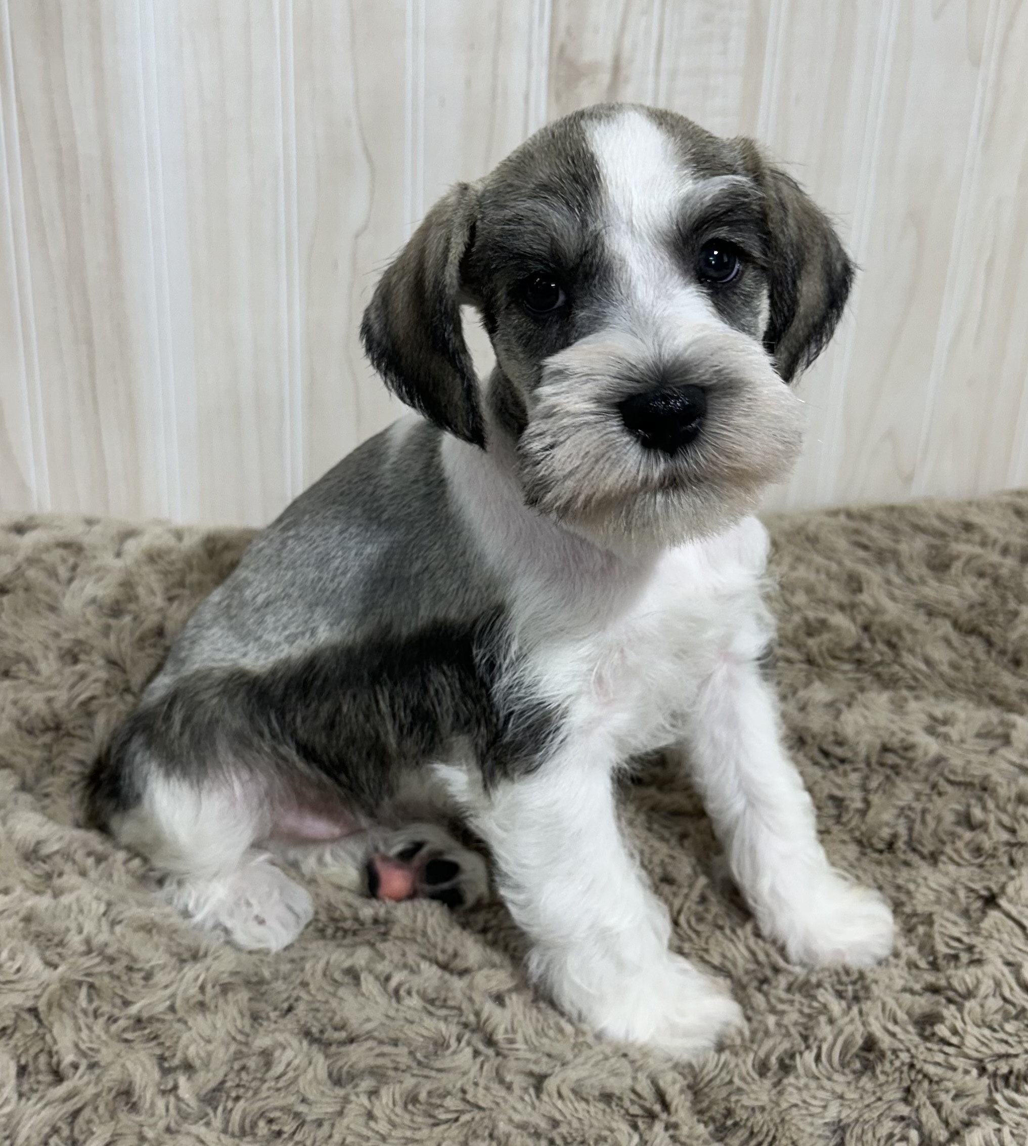 Beautiful Parti Color Miniature Schnauzer – Mario - Image 6
