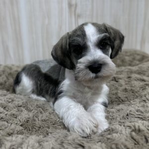 Beautiful Parti Color Miniature Schnauzer – Mario