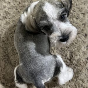 Beautiful Parti Color Miniature Schnauzer – Mario - Image 7