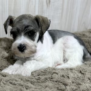 Gorgeous Parti Colored Miniature Schnauzer – Missy - Image 8