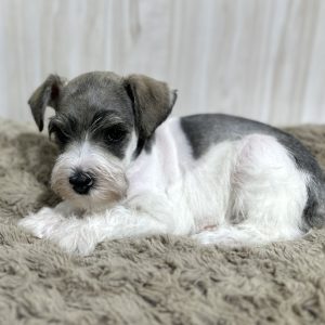 Gorgeous Parti Colored Miniature Schnauzer – Missy - Image 9