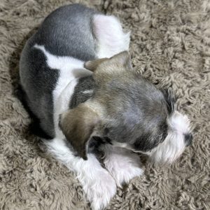 Gorgeous Parti Colored Miniature Schnauzer – Missy - Image 10