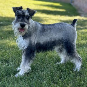Adorable Miniature Schnauzer Puppy – Sasha