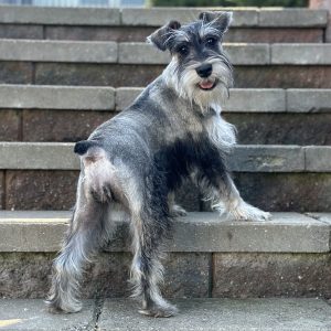 Alternative view of Adorable Miniature Schnauzer Puppy – Sasha