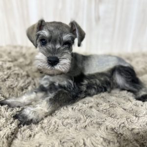 Adorable Miniature Schnauzer – Lady