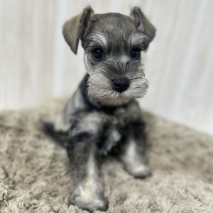 Alternative view of Adorable Miniature Schnauzer – Lady
