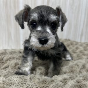 Adorable Miniature Schnauzer – Lexi - Image 3