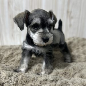 Alternative view of Adorable Miniature Schnauzer – Lexi