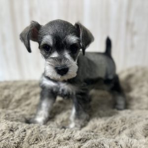 Adorable Miniature Schnauzer – Lexi