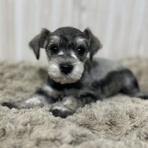 Adorable Miniature Schnauzer – Lexi - Image 6