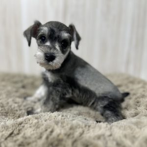 Adorable Miniature Schnauzer – Lexi - Image 7