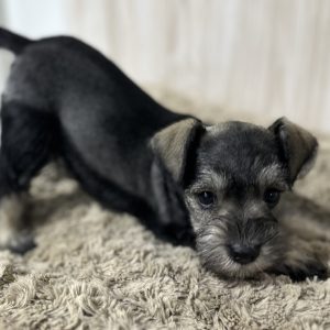 Adorable Miniature Schnauzer – Layla - Image 10