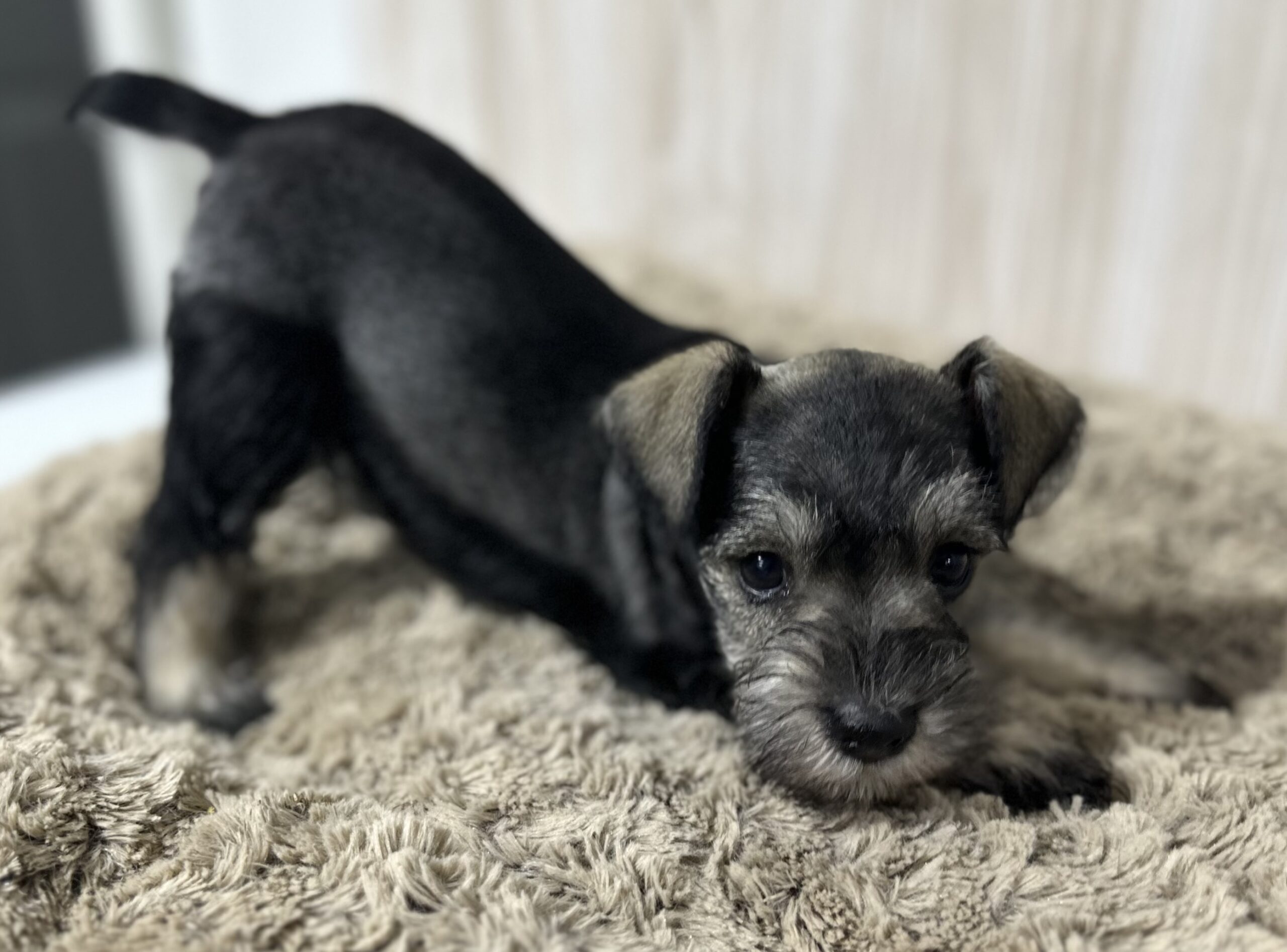 Adorable Miniature Schnauzer – Layla - Image 10