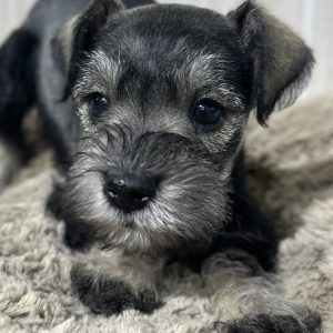 Adorable Miniature Schnauzer – Layla - Image 9