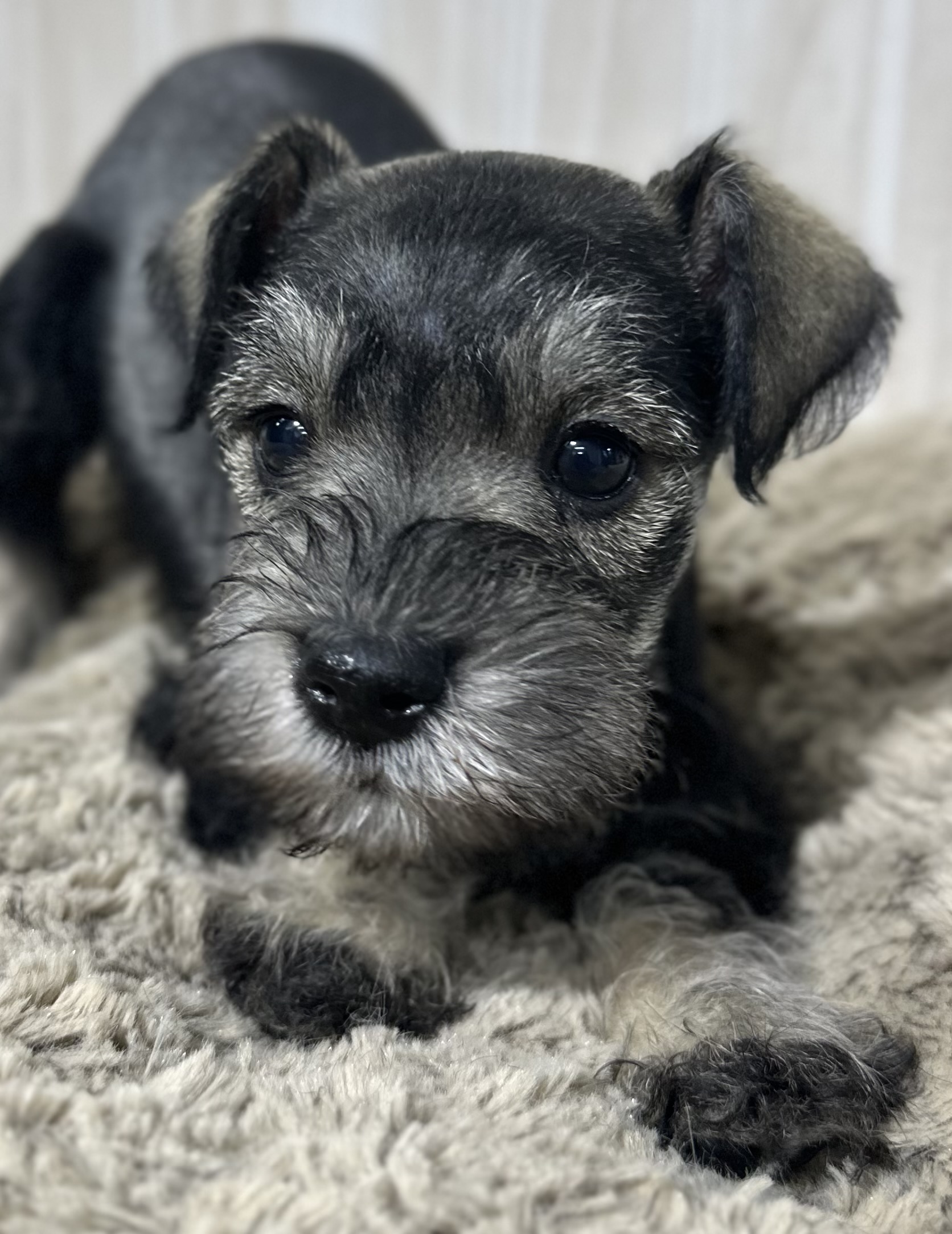 Adorable Miniature Schnauzer – Layla - Image 9