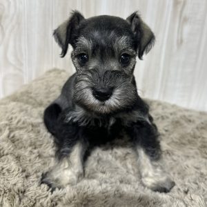 Adorable Miniature Schnauzer – Layla - Image 7