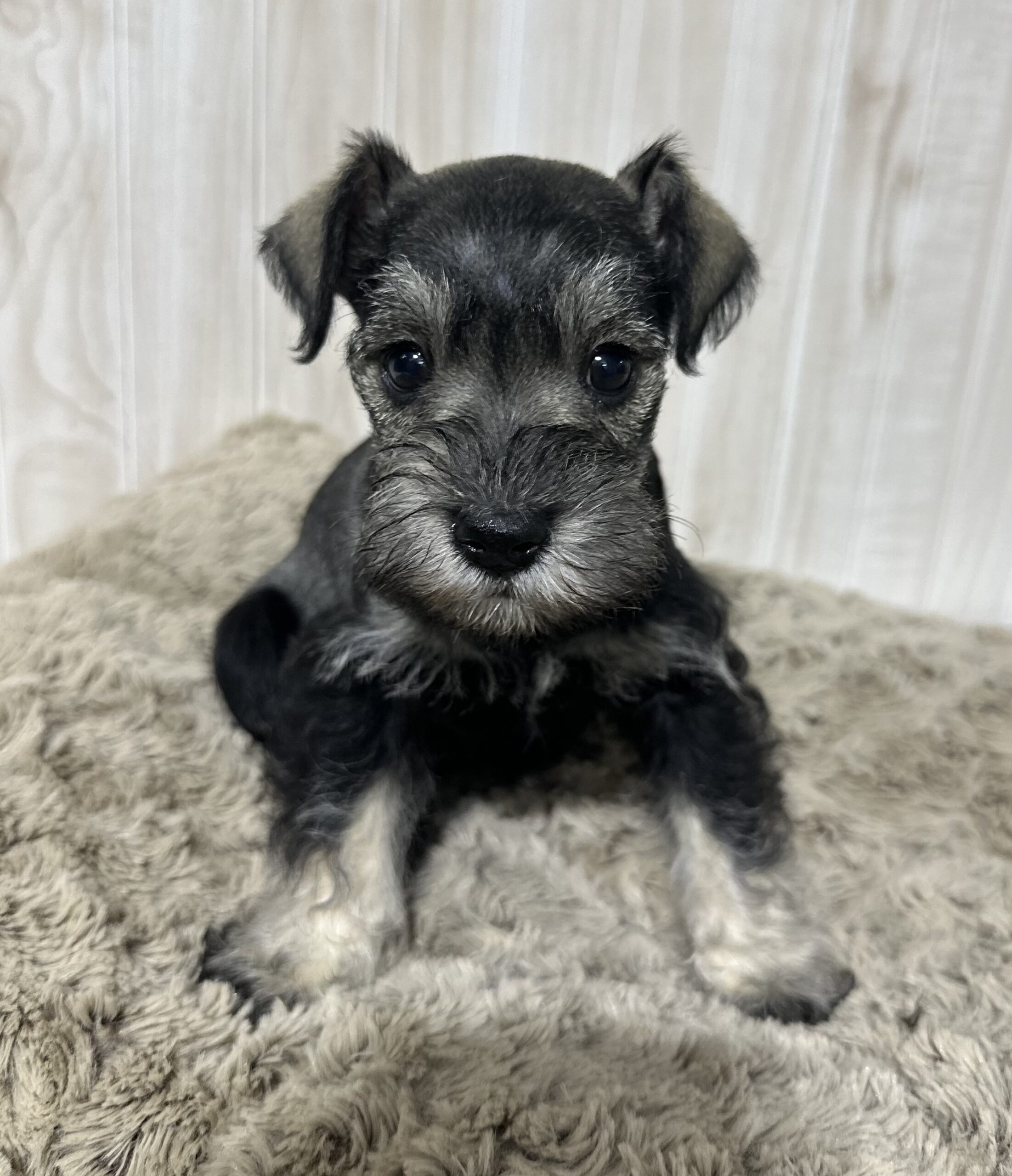 Adorable Miniature Schnauzer – Layla - Image 7