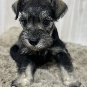 Adorable Miniature Schnauzer – Layla - Image 6