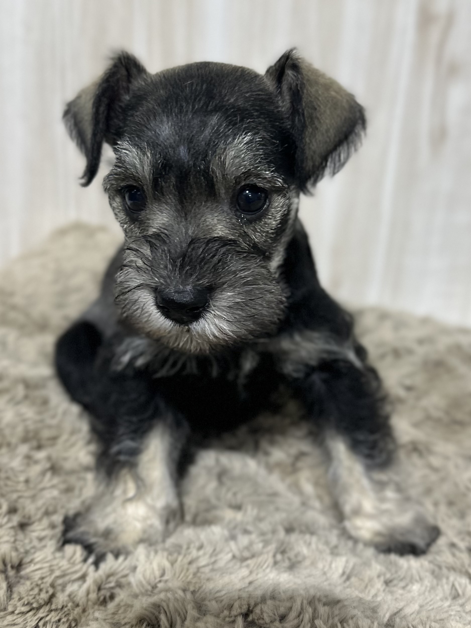 Adorable Miniature Schnauzer – Layla - Image 6