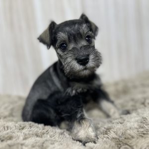 Adorable Miniature Schnauzer – Layla - Image 8
