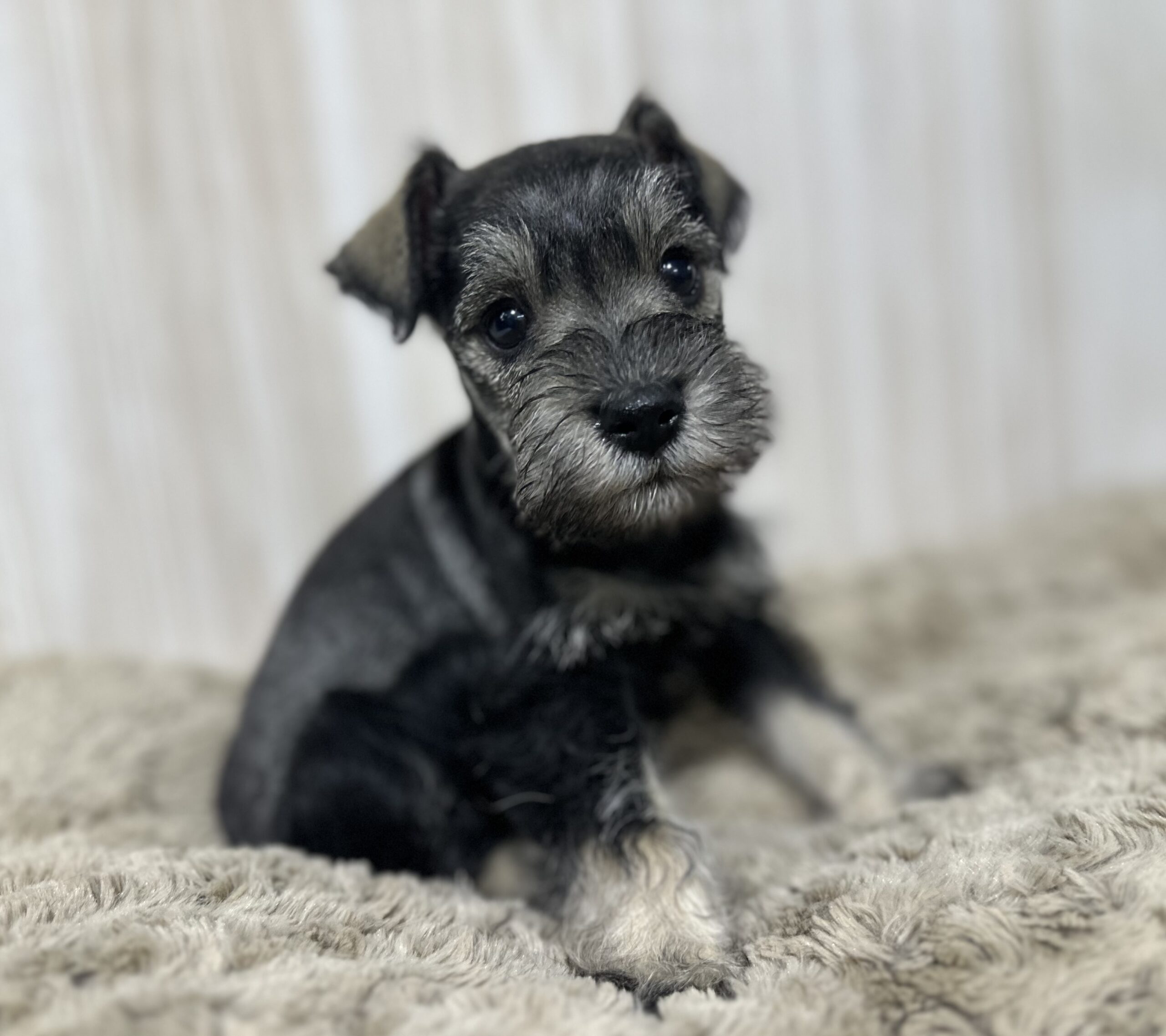 Adorable Miniature Schnauzer – Layla - Image 8