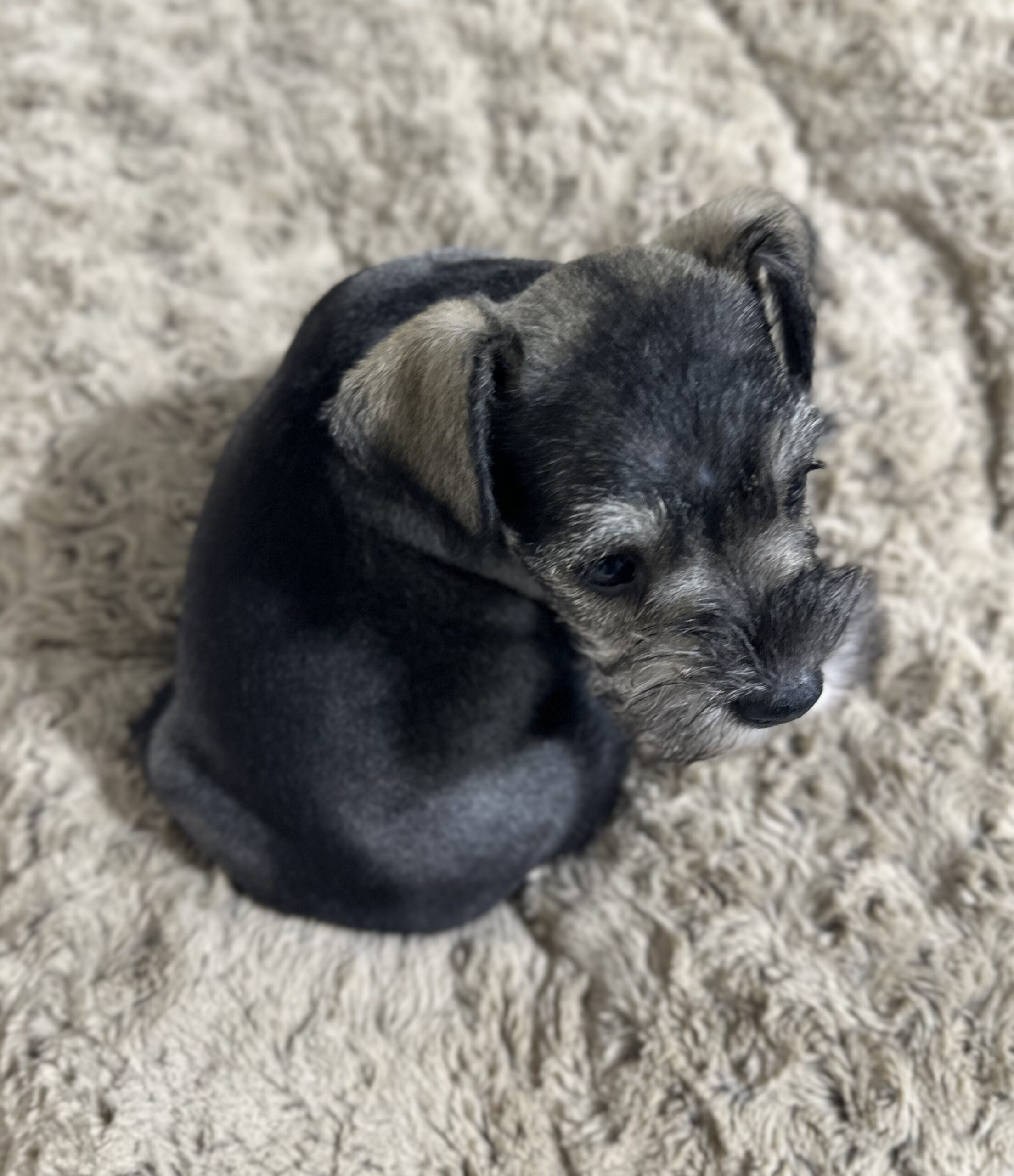 Adorable Miniature Schnauzer – Layla - Image 12