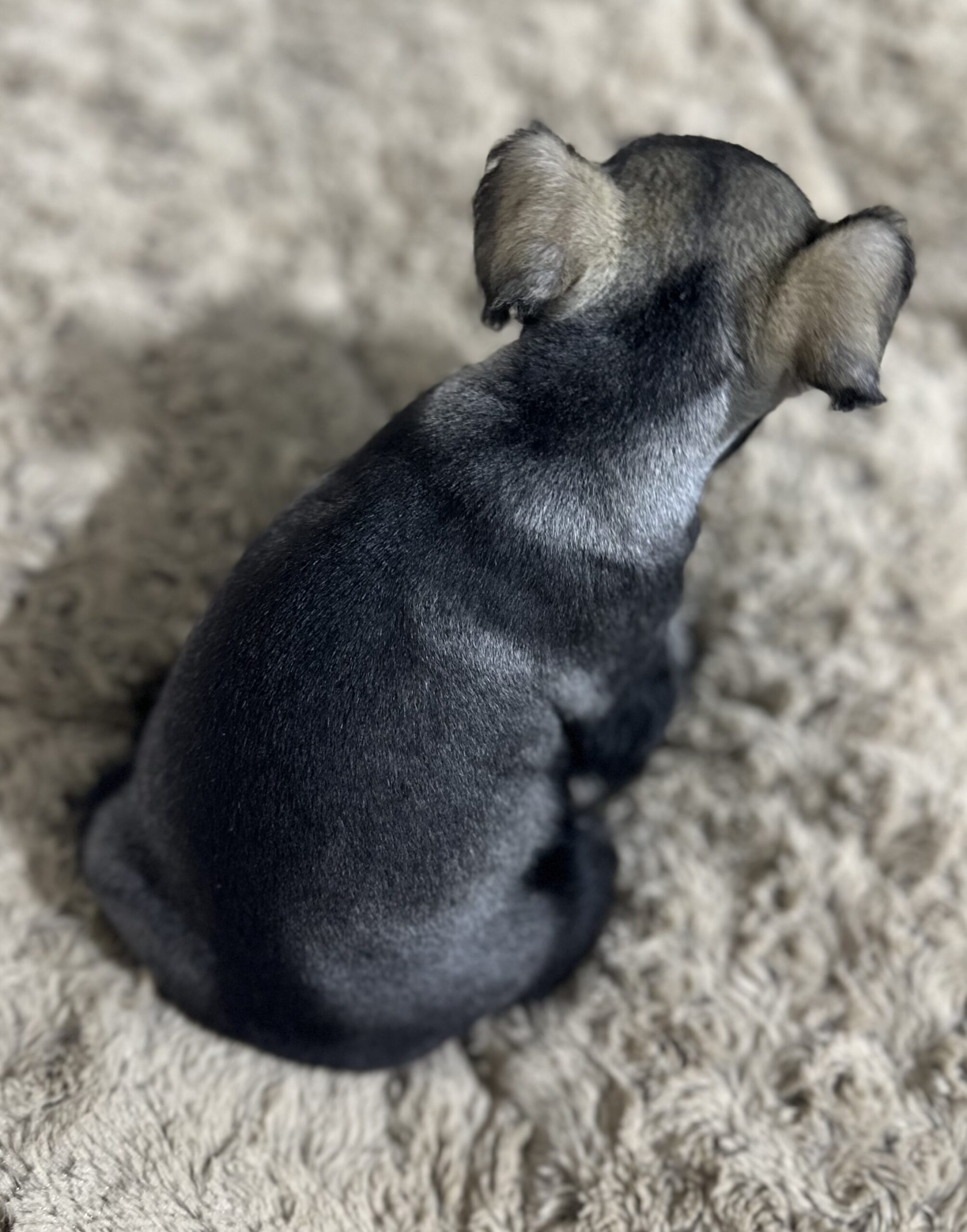 Adorable Miniature Schnauzer – Layla - Image 11