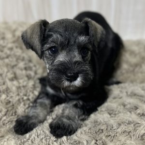 Adorable Miniature Schnauzer – Lucy - Image 7