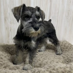 Beautiful Miniature Schnauzer – Eleanor - Image 12