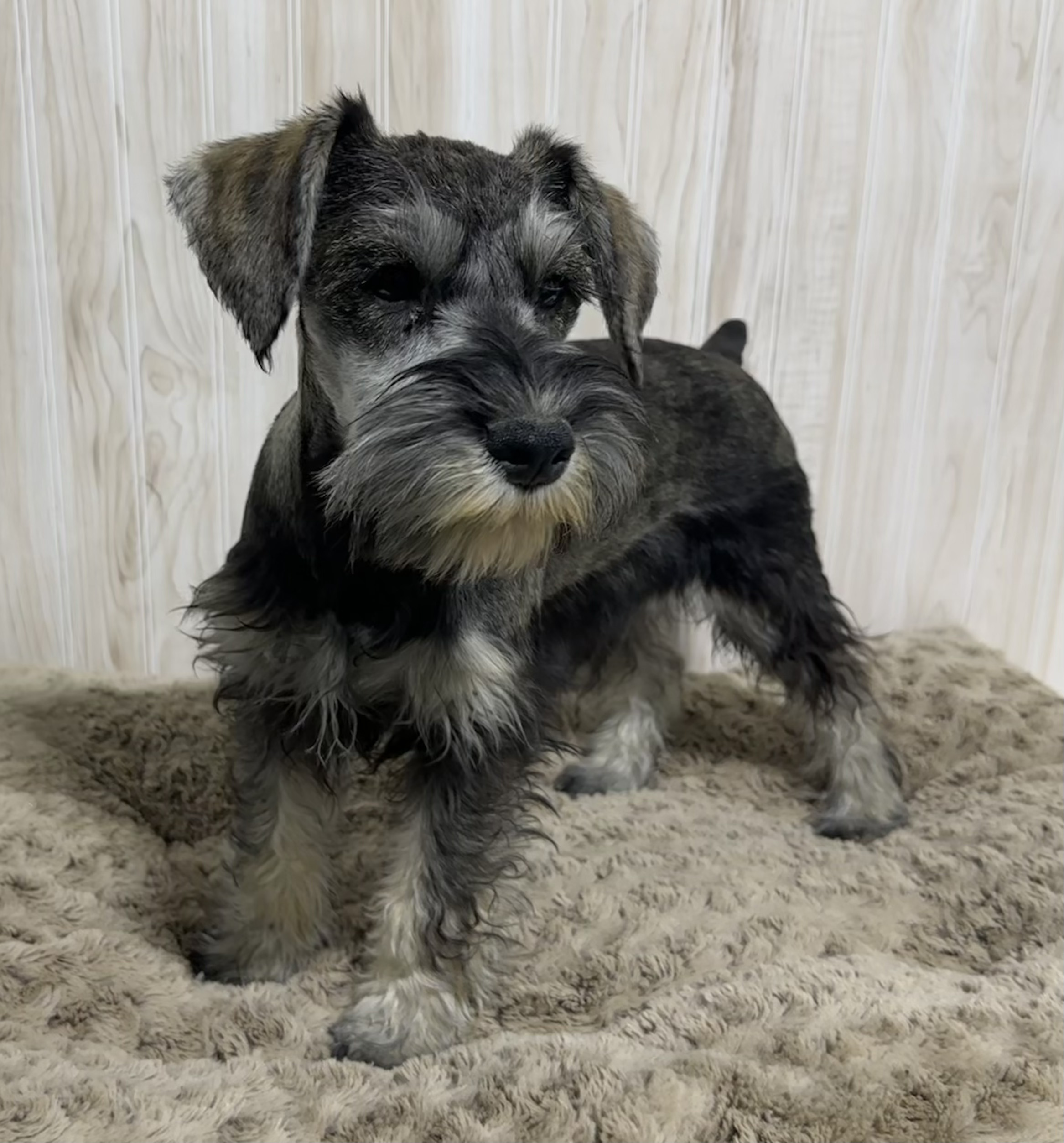 Beautiful Miniature Schnauzer – Eleanor - Image 12