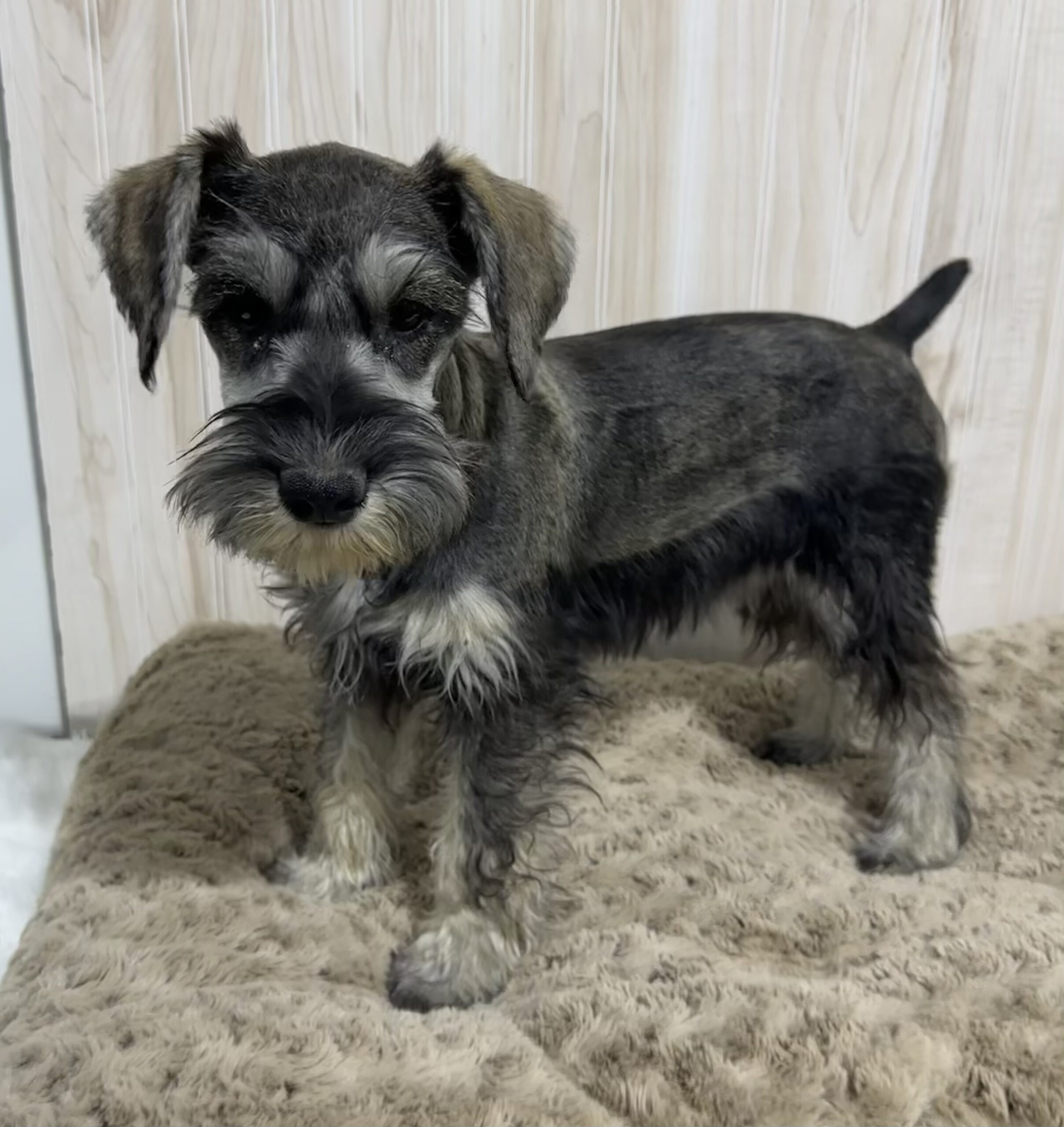 Beautiful Miniature Schnauzer – Eleanor - Image 13