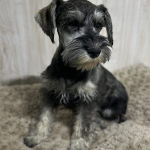 Beautiful Miniature Schnauzer – Eleanor - Image 14