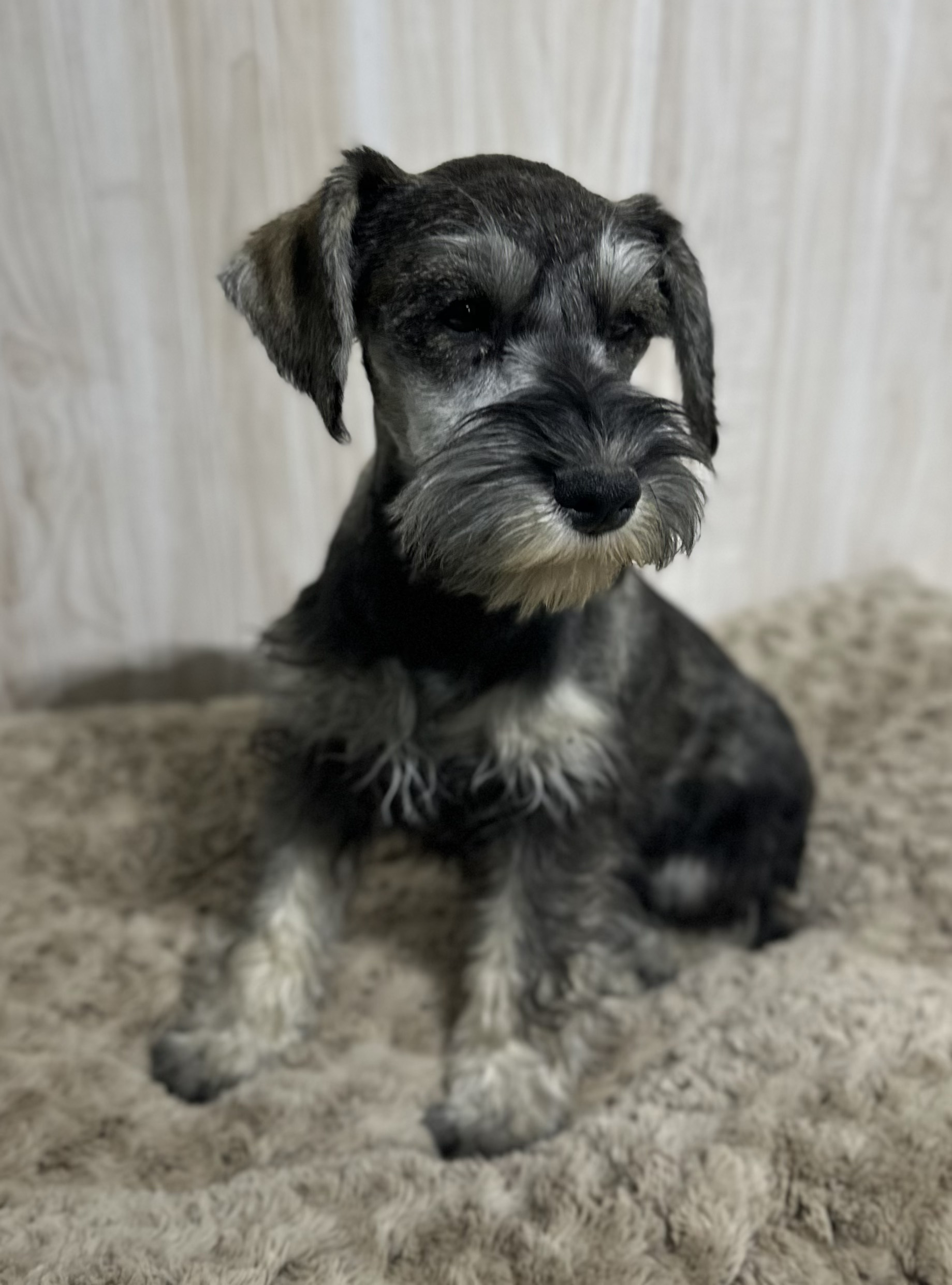 Beautiful Miniature Schnauzer – Eleanor - Image 14