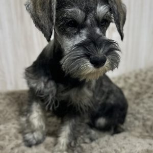Beautiful Miniature Schnauzer – Eleanor - Image 15