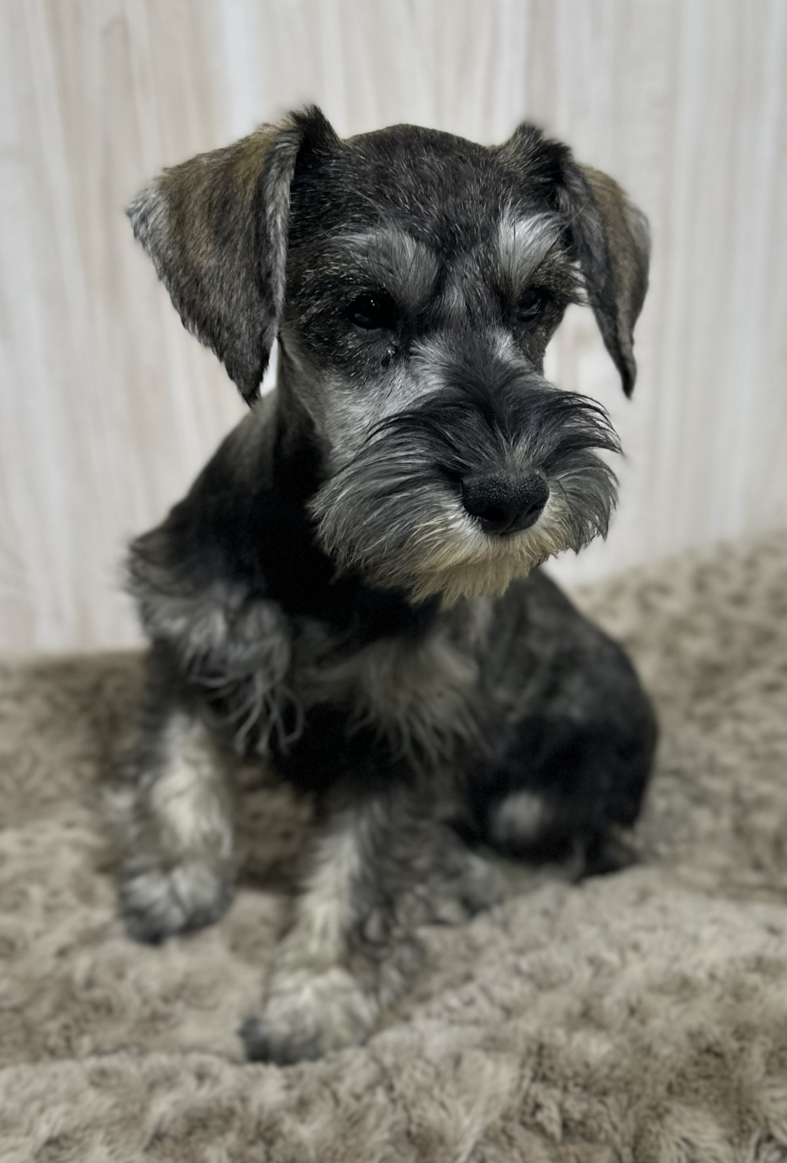 Beautiful Miniature Schnauzer – Eleanor - Image 15