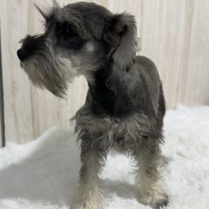 Beautiful Mini Schnauzer – Elvira - Image 12