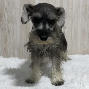 Beautiful Mini Schnauzer – Elvira - Image 11