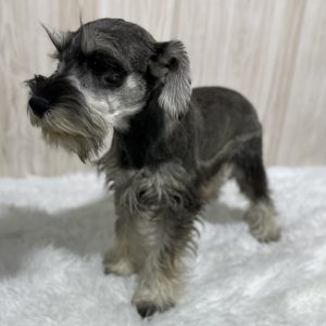 Beautiful Mini Schnauzer – Elvira - Image 10