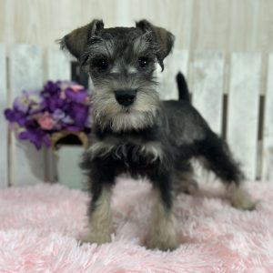 Adorable Miniature Schnauzer – Layla