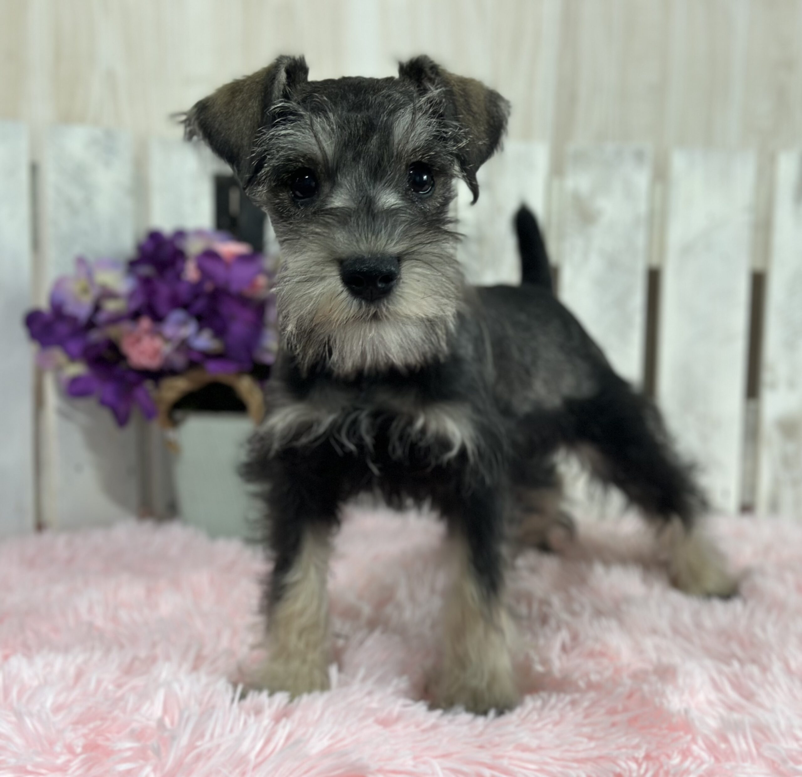 Adorable Miniature Schnauzer – Layla
