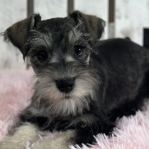 Adorable Miniature Schnauzer – Layla - Image 4